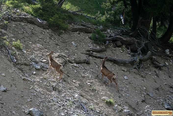This doe with her young buck were at the hot spring when I came around the corner.