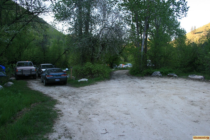 cottonwood forest camp