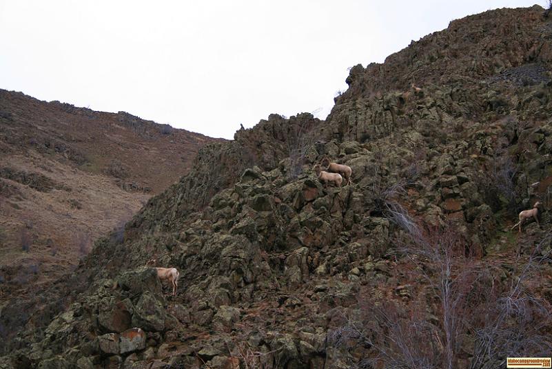 Picture of bighorn sheep on rocky hillside above oxbow reservoir in hells canyon