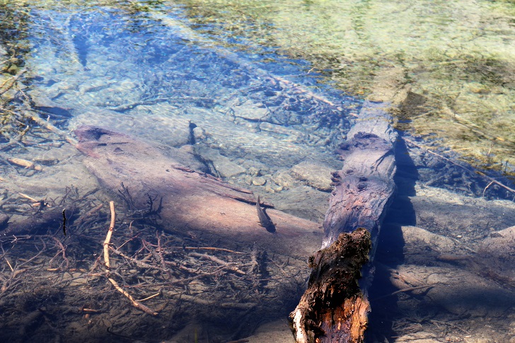 A picture of a fish swimming in Cabin Creek Lake.