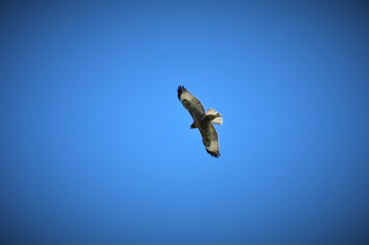 A picture of a bird of prey hunting over Hard Creek Basin.