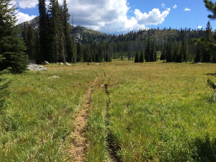 A picture of the meadow in Hard Creek Basin.