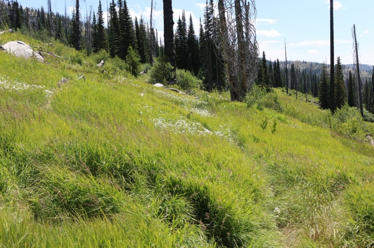 A picture of the trail crossing a very grassy hillside about a half mile into the hike.