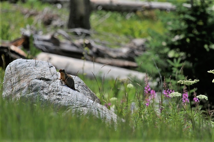 A picture of a ground squirrel that came out to look at me as I passed his rock.