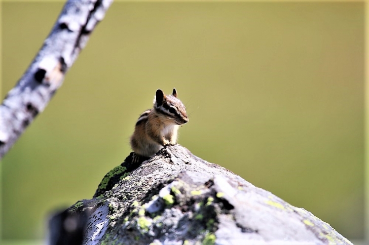 A chipmunk on a rock looking my way.