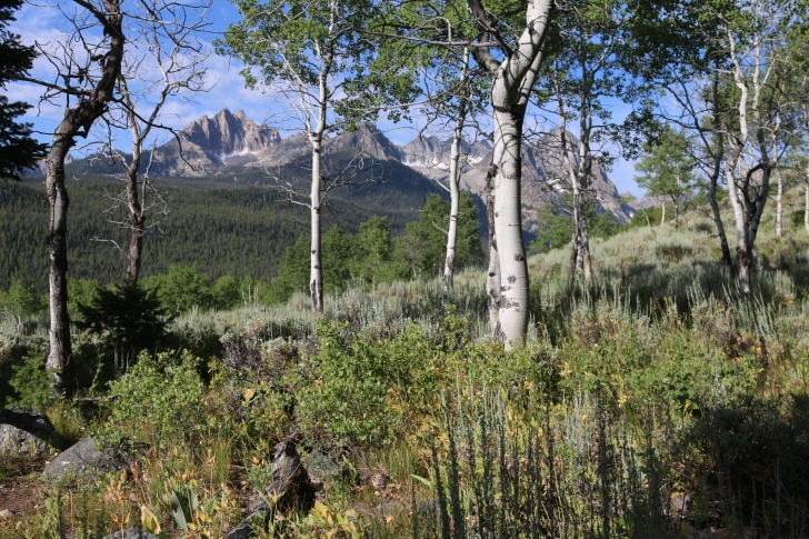 A picture of the Sawtooth Mountains through aspen trees.