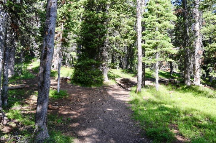 A picture of the junction in trail 528, left to Williams Peak and right to Marshall Lake.