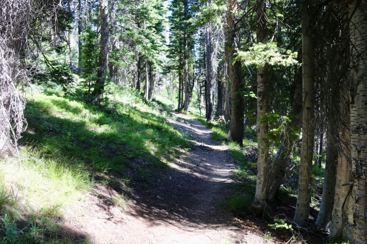 The Alpine Way trail
