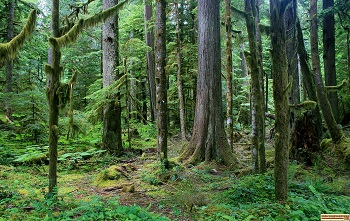 Rainforest on Mt Rainier Washington