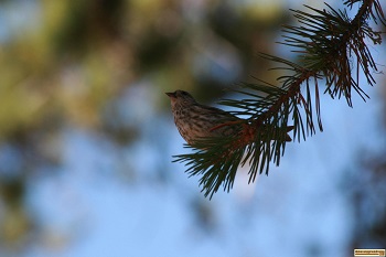 picture of a bird on a pine bough