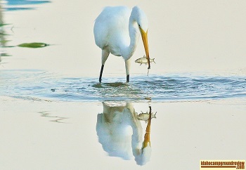 Snowy Egret with fish reflected in the water of Marsing Ponds, Marsing, Idaho