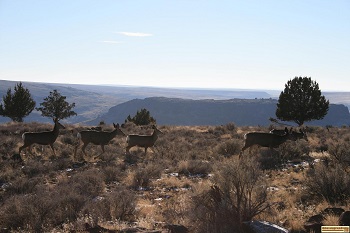 Mule deer with Owyhee Canyons in the background