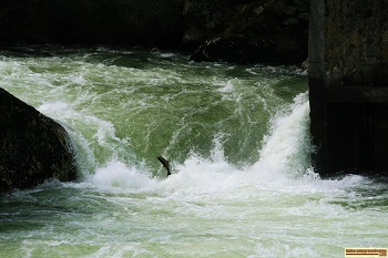 A salmon tries to jump the Selway River Falls