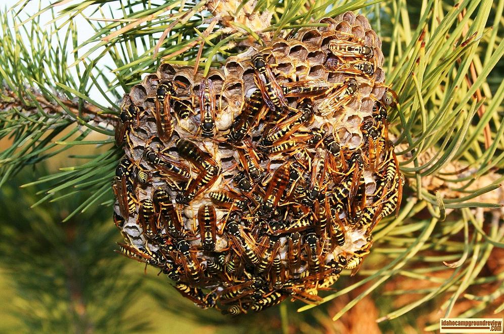 wasp nest in trees