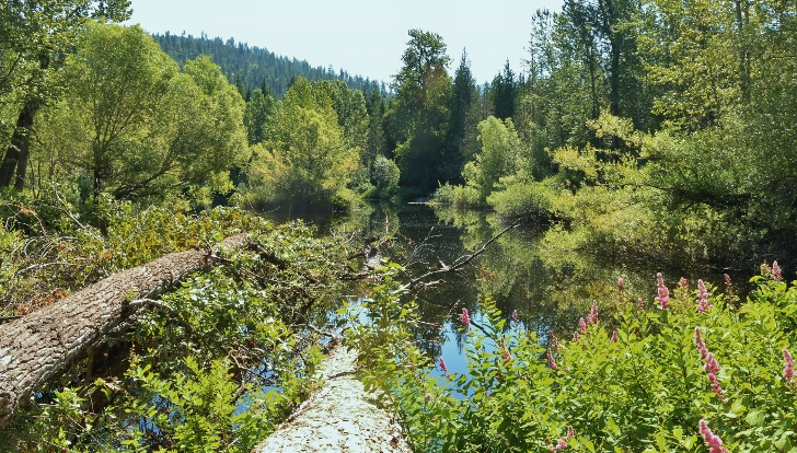 Moose Lake fishing pond.